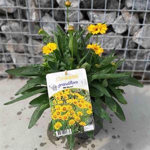 Afbeelding van VP Coreopsis P19 Sunfire